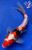 8" Beni Kumonryu Koi #J11644(P12)