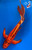 19" Kinsui Butterfly Koi #J11429(M20)