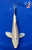 7" Platinum Ogon Butterfly Koi #J11664(P12)