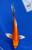 6" Doitsu Orenji Ogon Butterfly Koi #J1192(P13)