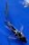 6.5" Kumonryu Butterfly Koi #J11927(P13)