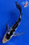 6" Kumonryu Butterfly Koi #J11930(P13)