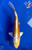 10" Doitsu Yamabuki Hariwake Koi #J11934(P13)
