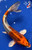 8.5" Kujaku Koi #J253(P14)