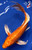 9" Orenji Ogon Butterfly Koi #J256(P14)