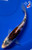 4" Beni Kumonryu Koi #J12030(G3)