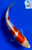 5" Doitsu Kohaku Koi #J12037(G4)