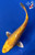 6.5" Gin Rin Yamabuki Ogon Koi #J2519(P14)