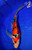 12" Doitsu Sanke Butterfly Koi #L4294(X52)