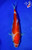 7" Doitsu Kohaku Koi #L4312(X52)