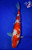 9" Sanke Koi #L4414(X4)