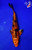 7.5" Kin Ki Utsuri Koi #L4425(X4)