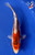 7" Shusui Koi #J21154(P8)