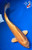 15.5" "Creamsicle" Ogon Koi #J21110(S2)