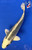 7.5" Gin Matsuba Koi #J121118(P7)