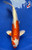 8" Doitsu Hariwake Koi #J21121(P7)