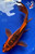 8" Aka Shusui Butterfly Koi #J21131(P7)