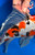 15.5" Doitsu Sanke Butterfly Koi #J1109(S1)