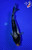 5" Kumonryu Koi #L4480(H3)
