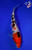 6" Sanke Koi #L4509(H5)