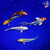 (5) 5-6" Pond Pack Koi #L4538(H7)
