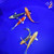 (5) 5-6" Pond Pack Koi #L4553(H10)