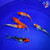 (5) 5-6" Pond Pack Koi #L4564(H12)