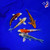 (5) 4-5" Pond Pack Koi #L4581(G9)