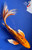 8.5" Doitsu Butterfly Koi #J21146(P2)