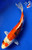 7.5" Doitsu Yamato Nishiki Koi #J2233(X6)