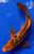 9" Aka Shusui Butterfly Koi #J2114(X6)