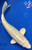 8.5" Gin Rin Ogon Koi #J22319(X13)