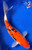 10.5" Beni Kumonryu Koi #J22323(X15)