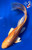 12" Hariwake Butterfly Koi #J22343(X9)