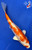 8.5" Hariwake Koi #J2252(X16)
