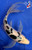 9" Shiro Bekko Butterfly Koi #J2255(X16)