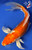 9.5" Doitsu Hariwake Butterfly Koi #J22521(X18)
