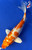 7" Hariwake Koi #J22534(X20)