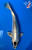13" Kikokuryu Koi #J2271(P1)
