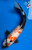 13.5" Showa Koi #J2275(P1)