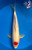 18" Tancho Kohaku Koi #J2279(S1)