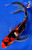 7.5" Doitsu Showa Butterfly Koi #J22734(X24)