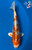 11" Kujaku Koi #J31013(P5)