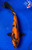11.5" Hi Utsuri Koi #J31017(P5)