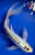 11" "Blue Belle" Shusui Butterfly Koi #J31032(P6)