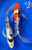 (2) 8.5" Gosanke Butterfly Koi Pair #J31038(X42)
