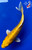 6.5" Gin Rin Yamabuki Ogon Koi #J31041(X42)