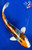 7" Kujaku Koi #J310343(X42)