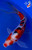 11" Sanke Butterfly Koi #K1273(M15)