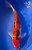 14" Sanke Koi #K12715(M15)